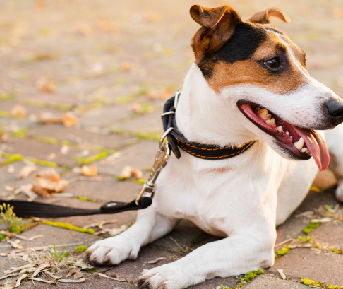 Dueño deteniendo el paseo de su perro que tira de la correa en las calles de Panamá, usando refuerzos positivos para corregir el comportamiento.